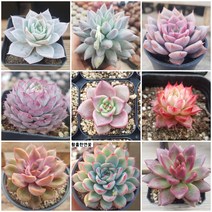 예쁜 다육모아보기 [ 다육이 9종 ], 0번-종류별 9가지 다육이