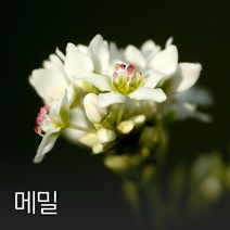 코리아팜 메밀 1kg, 1개