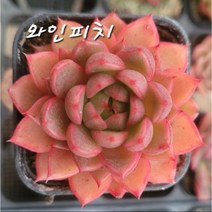 예쁜다육이 총집합 골라담기, 34번-와인피치