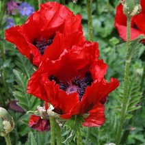 숙근양귀비 (컬리락) 꽃 구근 묘목 화단 모종