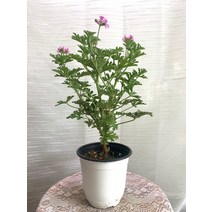 목대 구문초 중품 로즈제라늄 35~55cm 69