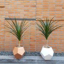 Wgarden 드라세나 드라코 개업화분 공기정화식물 인테리어화분, 화이트(경기지역배송), 1개