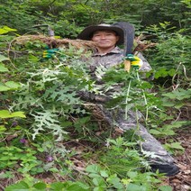 야생토종자연산100%엉겅퀴즙(110mlx60포), 110ml