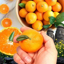 제주 감귤 서귀포 효돈 프리미엄 고당도 하우스 귤, 2kg 로얄과 (S-M), 제주도 하우스감귤