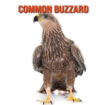 (영문도서) Common Buzzard: Amazing Photos & Fun Facts Book About Common Buzzard For Kids Paperback, Independently Published, English, 9798508994259