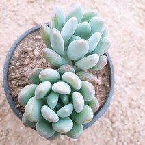 인플랜츠팜 동미인다육 공기정화식물반려식물플랜테리어, 1개