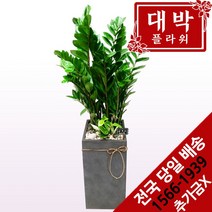 대박플라워 금전수(돈나무) 개업화분 집들이선물 인테리어화분 공기정화식물 관엽식물, 1개