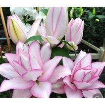 희귀겹백합구근4개 연꽃백합 백합알뿌리, 연꽃백합구근4개