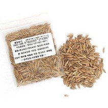 펫모닝 귀리씨앗 12g