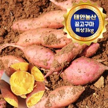 태안 산지직송 안면도 꿀고구마 3kg (특상/100g-290g), 1박스
