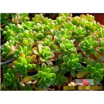 다육식물/선인장 유접곡 갈색플라스틱모종 4개 (L0399)