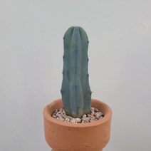 토분인기 수입토분에 용신목 용심목 소형 20~40cm 99