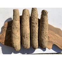 패밀리농산물 3대째 내려오는 전문성 햇 안동 진주 참마 장마 3kg 5kg, 장마[상품]