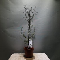 마오리코로키아cotoneaster 고로키아 수입식물 공룡꽃식물원 169, 1개