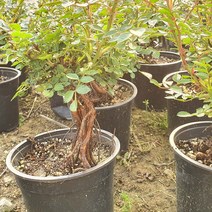 붉은 꽃 사계 미니 찔레 장미 중형 분재 정원 나무 베란다 책상 화분, 1개