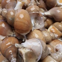 1kg 특대 백골뱅이 백고동 백골뱅이탕 생골뱅이 캠핑음식, 상세페이지 참조, 상세페이지 참조