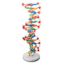 분자 세트 구조 DNA 유전자 이중나선 모형 분해조립식 모델, DNA 이중 나선 모델(S)