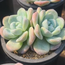 [소소한다육] 아이시그린 에케베리아속 다육식물