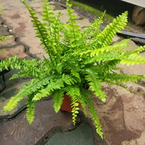 반려식물 인기고사리 보스턴고사리 소품 102529