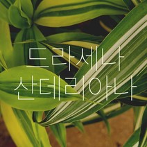 *쟈스민 식물* 드라세나 산데리아나 (소), 1개, 초록빛 드라세나 산데리아나