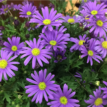 사계국화-퍼플 10cm화분묘 (묘종 3개) 노지월동 야생화 상록식물 [케이야생화]