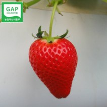설향딸기 생딸기 논산딸기 설향 800g, 설향_특