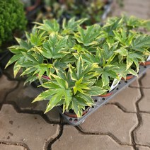 무늬팔손이 비비드 소품 15-25cm 89