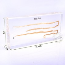 투명 루 사이트 블록 교육용 악기 중학교 생물학 교구 Ascaris 견본, 한개옵션0