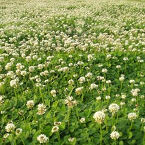 지엘파크 화이트크로바씨(토끼풀씨)1kg-약40평분량 경사지 법면 산사태방지 녹화용, 1개