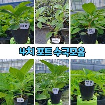 수국(4치 포트) 종류모음/포트식물/묘목, 엔들레스썸머 블루, 1개