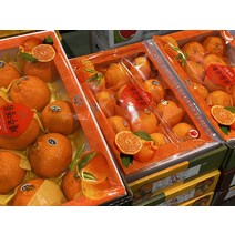 특상품 고당도 제주산 레드향 가정용 선물세트 3kg 6kg, 명품 레드향 3kg