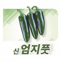 고추씨앗종자 신엄지풋고추(100립)