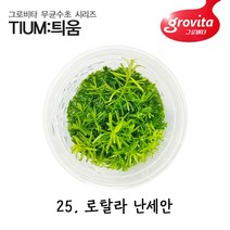 무균수초 하이그로필라 피나디피다/액상배지, 개