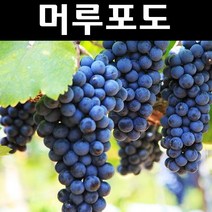 포도/MBA 머루포도 삽목4~5년 결실주(분) 1개/유실수/과수 나무 묘목