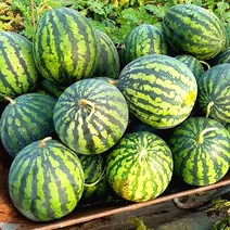 1등급 고당도 하우스 햇 수박 과일, 5kg, 1개