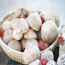 공주도담농원 생 송화고버섯 1kg(실속형), 100개, 1kg