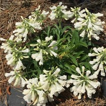 모종/펜스테몬 미니 알바 10cm 포트/5개 r446