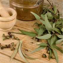 강군샵 강군 아로마 에션셜 오일 유칼립투스 50ml /천연 디퓨저/, 선택완료