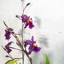 오돈토~레드벨벳