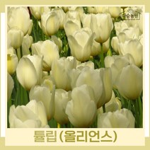 튤립 구근 모종 올리언스 10개