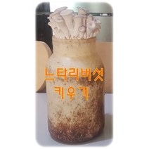 포천버섯 느타리버섯 배지 버섯베지 키트 무농약 친환경 자연산 농장 집에서직접키우는 국내산 홈가드닝 베란다 텃밭 실습 체험 학습 어린이 학교 사무실 복지관 노인정