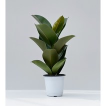 펠리체가든 인도고무나무 15cm 화분, 1개