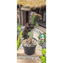 팅커벨 흑법사철화, 1개