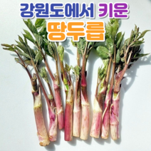 자연산두릅 땅두릅 눈꽃 두릅 500g 1kg, 자연산땅두릅 500g(2인가족), 1개