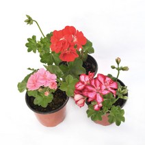 서비내 아이비 제라늄 Ivyleaved Geranium (색상 랜덤발송) 유럽제라늄 공기정화식물 플랜테리어 인테리어 서비야드