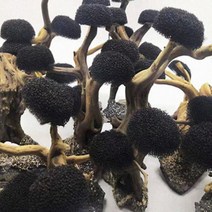 [바보사랑] Bonsai 본사이 유목모스트리만들기(DIY) 스펀지 20개, 상세 설명 참조, 상세 설명 참조