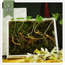강원산삼초 춘천 평창 홍천 산지직송 명품 산양산삼, 5년근 10주