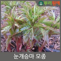 뿌리원예 눈개승마 모종 50구 1판