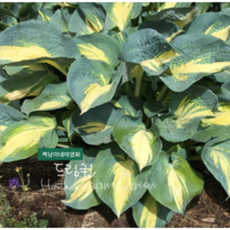 h. 드림퀸 [1포트] 호스타 (복남이네야생화 모종 그린 카페식물 반그늘 그늘정원 hosta dream queen)