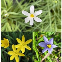 등심붓꽃 소품 3종 택1 흰꽃 보라꽃 노란꽃 노지월동 정원꾸미기, 02.보라색